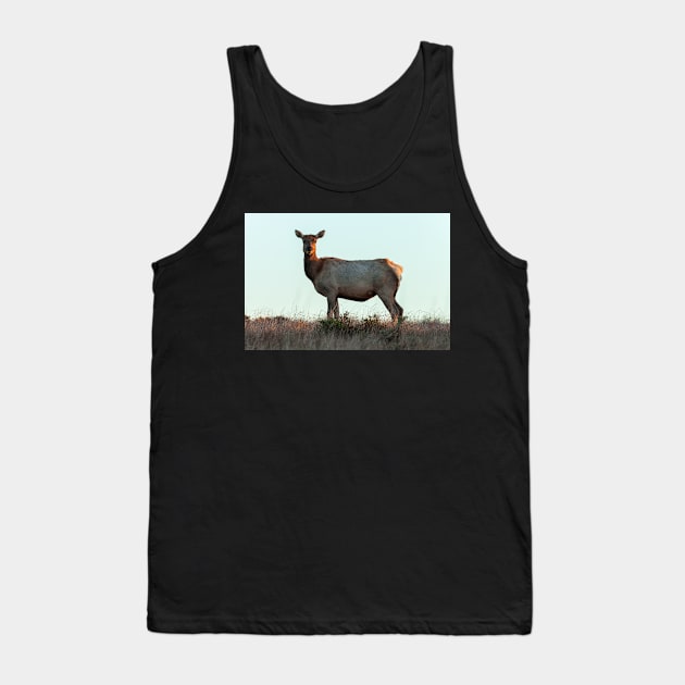 Tule Elk Cow Tank Top by jvnimages